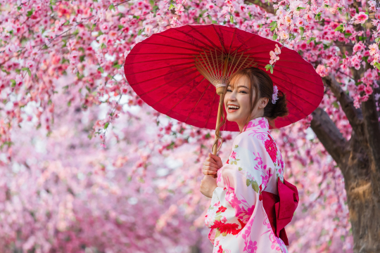 Frau in traditionellem japanischen Gewand und rotem Schirm vor Kirschbl&uuml;ten